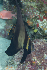 Platax pinnatus