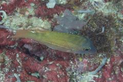 Lethrinus erythracanthus