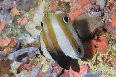 Coradion melanopus