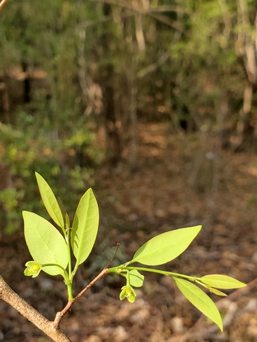 Margaritaria anomala observed 2020-11-22
