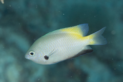 Pomacentrus nigromanus