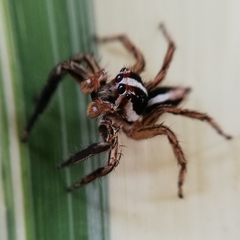 Salticidae