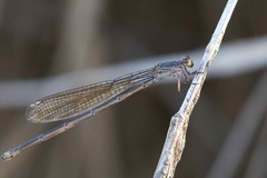 Pseudagrion jedda