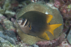 Neoglyphidodon nigroris