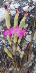 Dianthus tarentinus