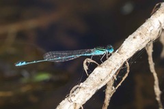 Austroagrion exclamationis