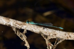 Austroagrion exclamationis