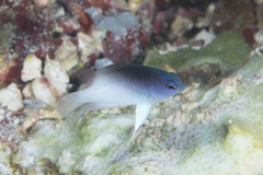 Chrysiptera rollandi