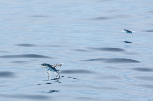 Yellow-wing Flyingfish — seen at this dive site