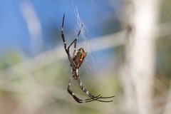 Argiope radon