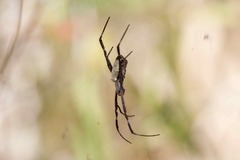 Argiope radon