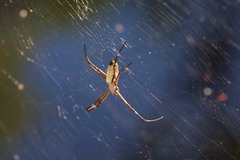 Argiope radon