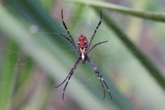 Argiope radon