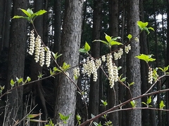 Stachyurus praecox