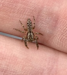 Marpissa muscosa