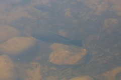 Hephaestus fuliginosus