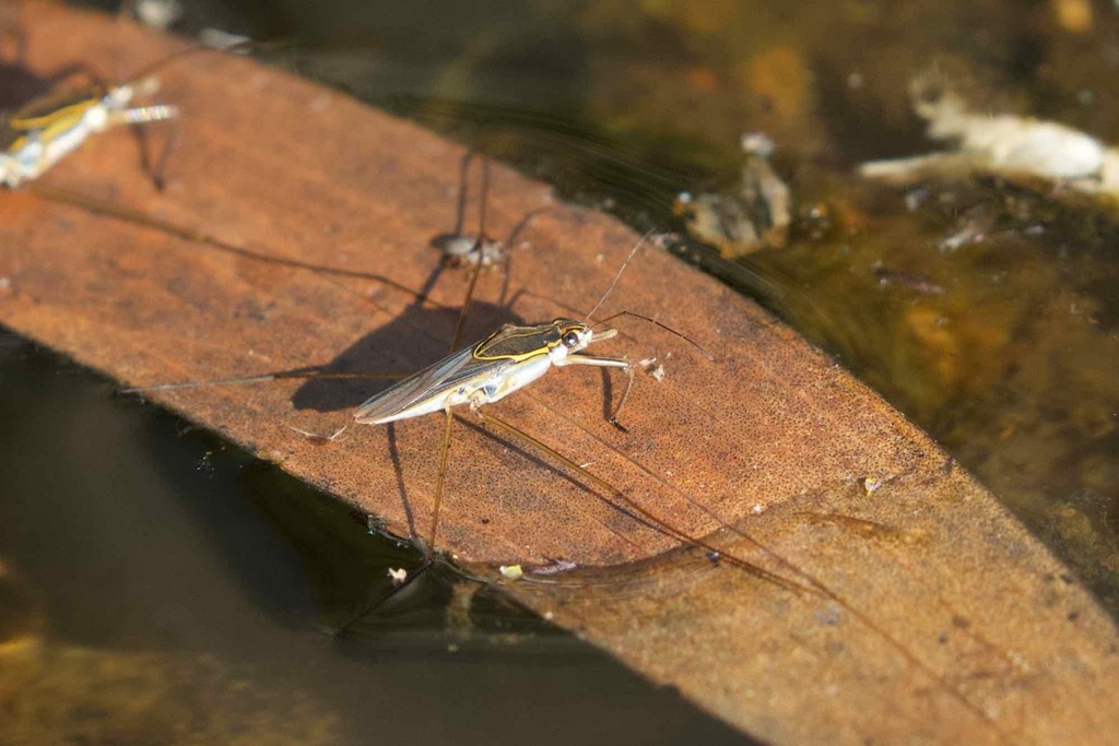 Limnogonus windi