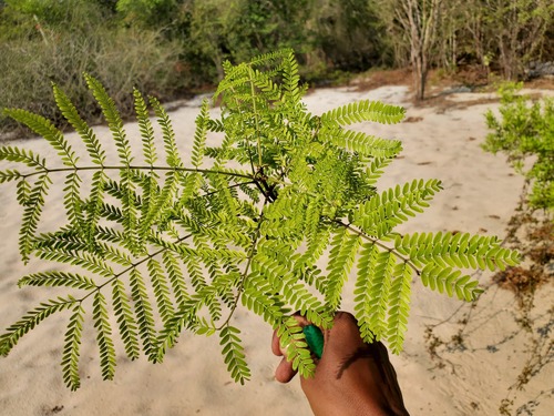 Bussea perrieri