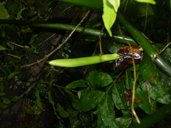 Philodendron tripartitum