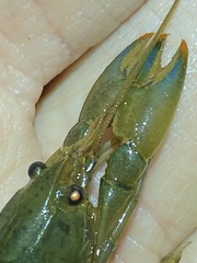 Cherax depressus