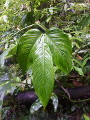Philodendron tripartitum