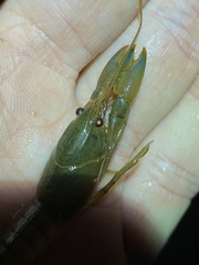 Cherax depressus