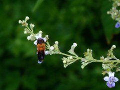 Megachile umbripennis