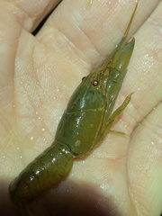 Cherax depressus