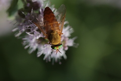 Silvius alpinus