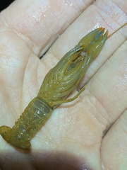 Cherax depressus
