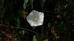 Calystegia purpurata