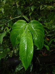 Philodendron tripartitum
