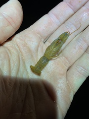 Cherax depressus