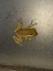 Polypedates cruciger