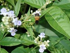Megachile umbripennis