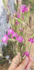 Dianthus tarentinus