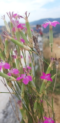 Dianthus tarentinus