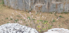 Dianthus tarentinus