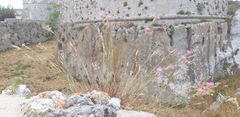 Dianthus tarentinus