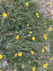 Ivesia gordonii