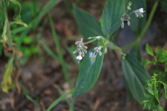 Oldenlandia mellii