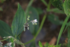 Oldenlandia mellii