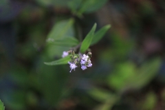 Oldenlandia mellii