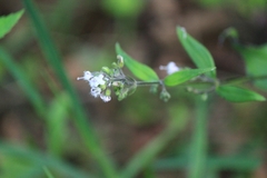 Oldenlandia mellii