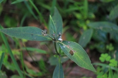 Oldenlandia mellii