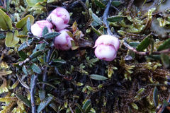 Gaultheria macrostigma