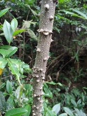 Zanthoxylum ailanthoides ailanthoides