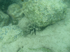 Eucidaris galapagensis