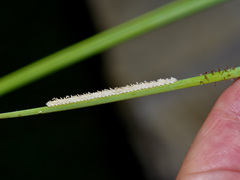 Ascaloptynx