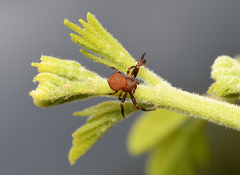 Thomisus spectabilis